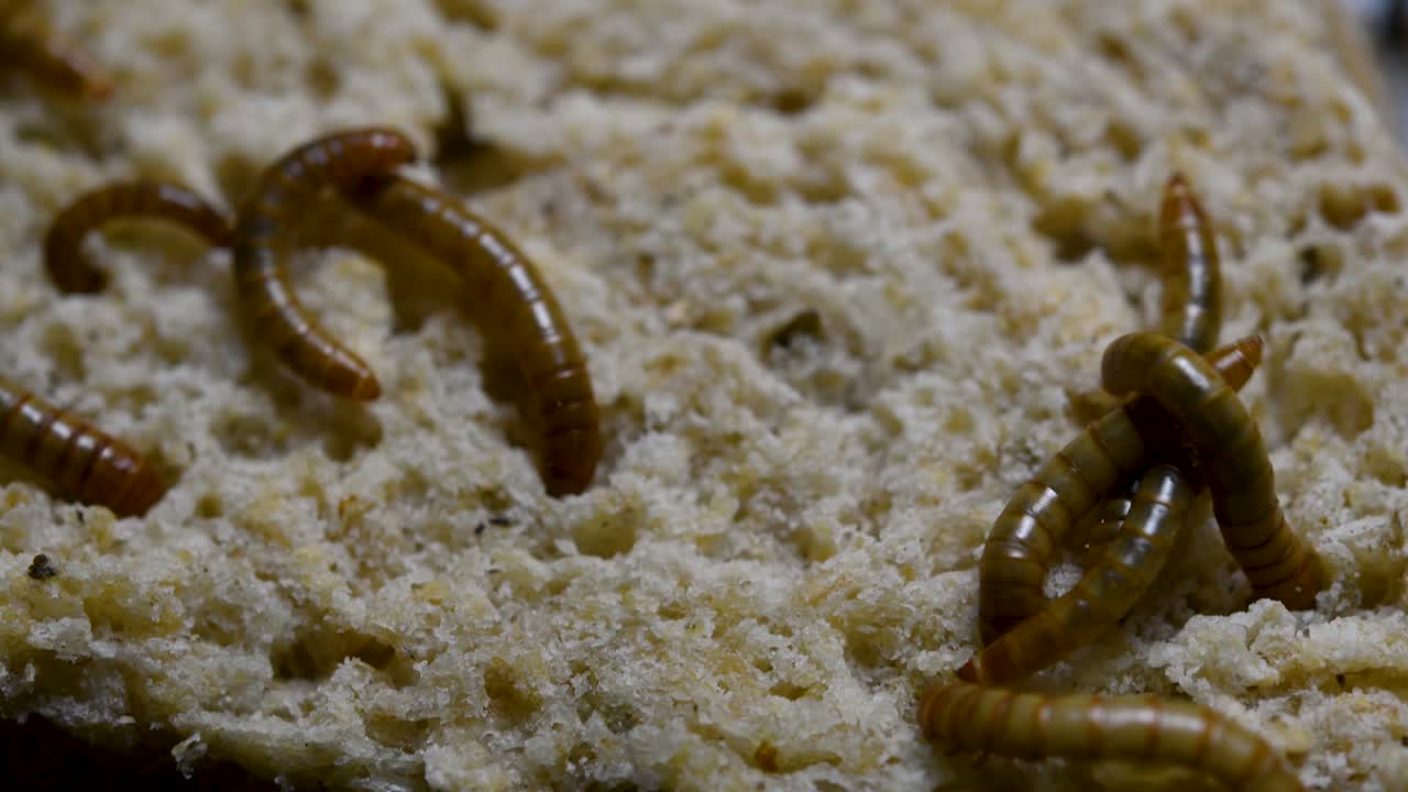 O Tenebrio é uma espécie de besouro Tenebrionidae usado para alimentar animais de estimação como peixes, cobras, pássaros e sapos.