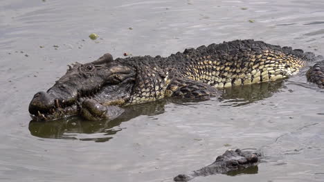 crocodiles mate in muddy water in cuba 1