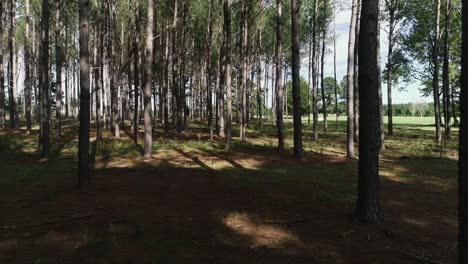 Vista-Deslizante-Horizontal-Del-Dron-Dentro-Del-Bosque-De-La-Granja-De-Pinos