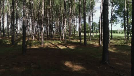 vista deslizante horizontal del dron dentro del bosque de la granja de pinos