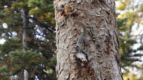 cerrar la toma en cámara lenta de una linda ardilla tupida parada al lado de un gran pino interesado en algo debajo y agitando su cola desde un hermoso campamento en utah en una mañana de verano