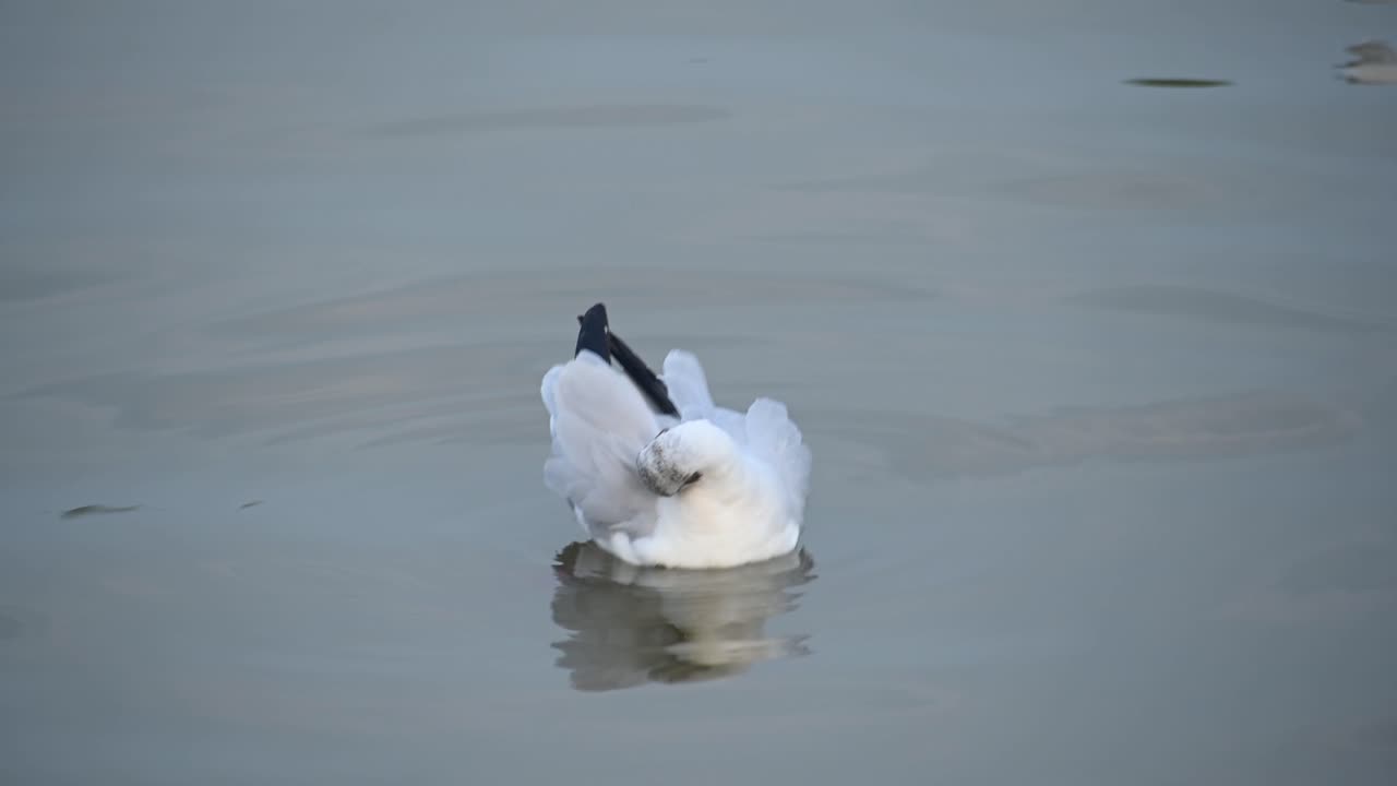 갈매기, laridae, 오후 동안 물 위에 떠 있는, bueng boraphet, samut prakan, 태국