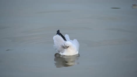 Gaviota,-Laridae,-Flotando-En-El-Agua-Durante-La-Tarde,-Bueng-Boraphet,-Samut-Prakan,-Tailandia