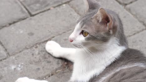 Nahaufnahme-Einer-Katze,-Die-Auf-Der-Straße-Sitzt