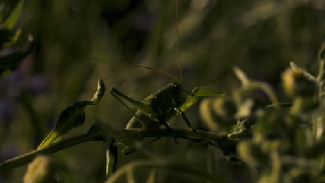 saltamontes verdes en la planta