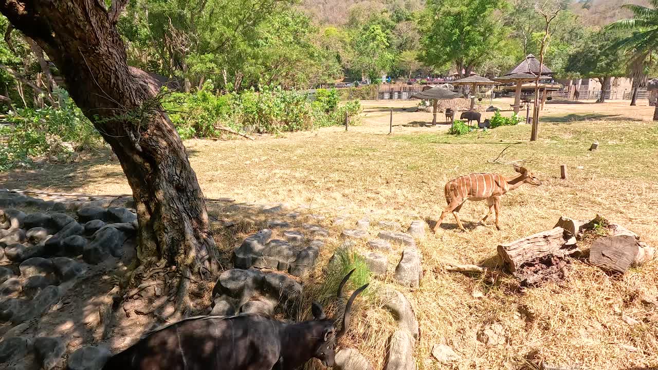animales en un recinto zoológico
