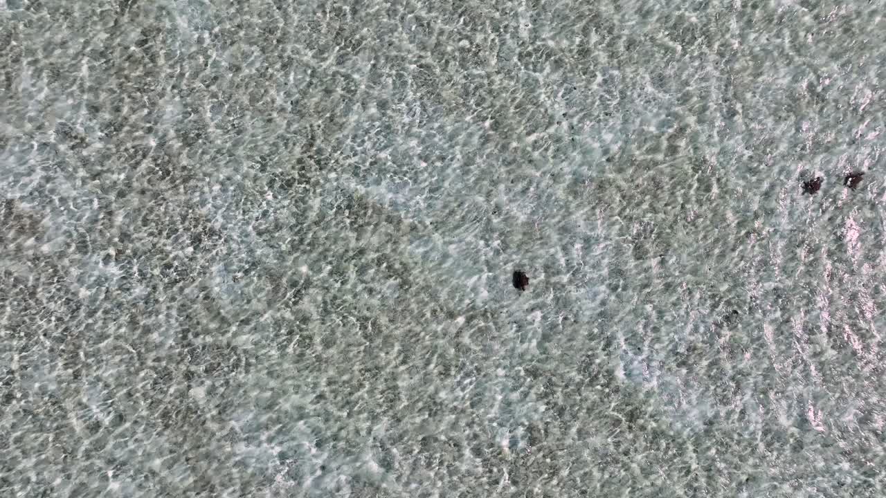 Turtles Swimming Through Clear Philippine Waters. aerial slowmo