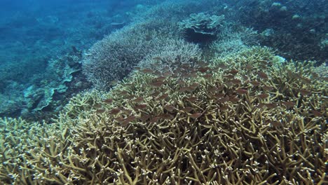 Underwater-shot-of-tropical-fish-and-corals