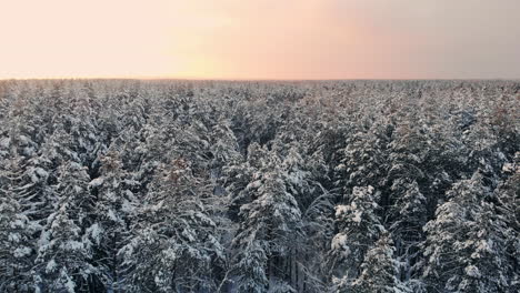 Vídeo-De-Drones-De-Un-Bosque-En-La-Laponia-Finlandesa,-Sobre-El-Círculo-Polar-ártico-En-Invierno