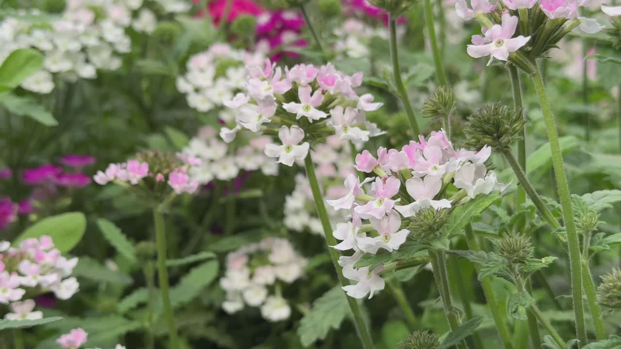Verbena flower blooming in the garden