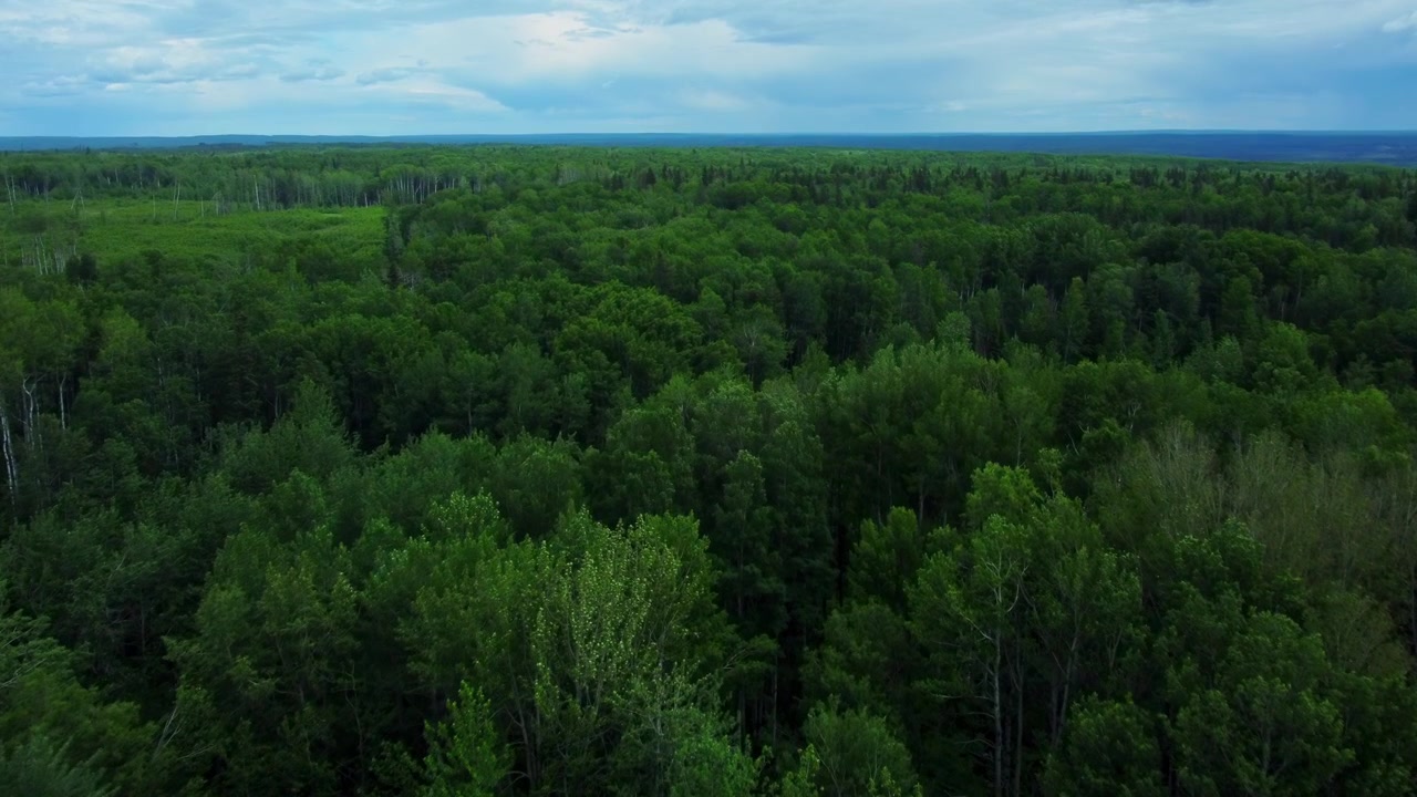 Veduta aerea del bordo della foresta e di campi aperti.