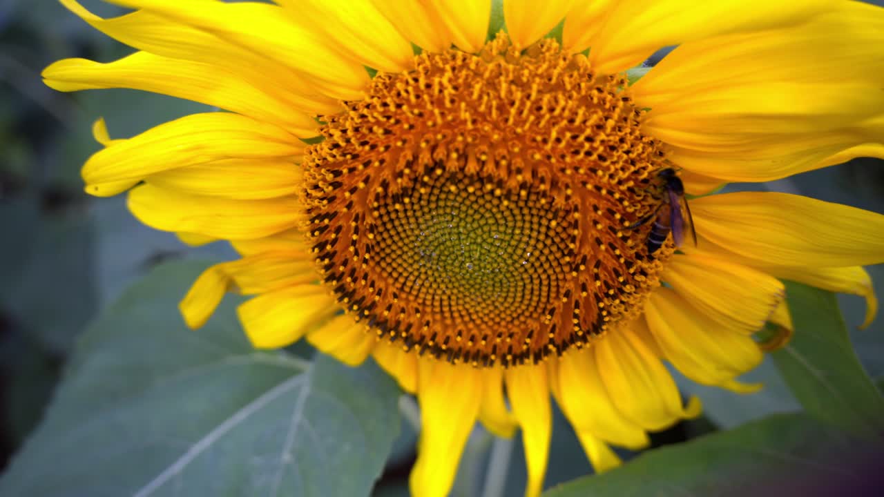 Honey bee collecting nectar from sunflower disc florets, close up view of sunflower disc florets, Natural pollination by bees, close up view of bee pollination
