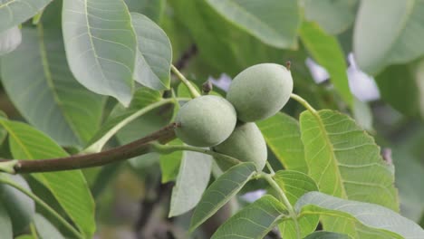 primer plano medio tres nueces verdes que crecen en una rama de un nogal y follaje