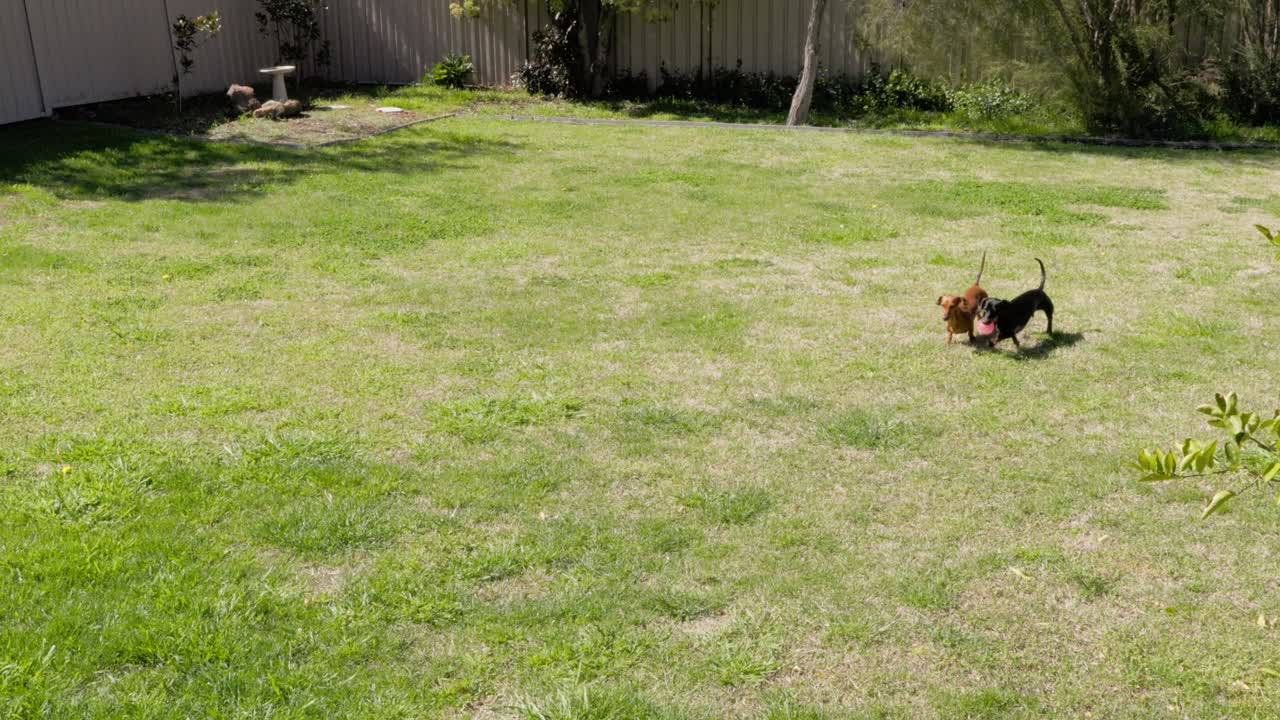 Two playful Dachshund dogs play a game of fetch with a ball on a lush green lawn in a sunny backyard. Happy pets enjoying outdoor playtime and exercise