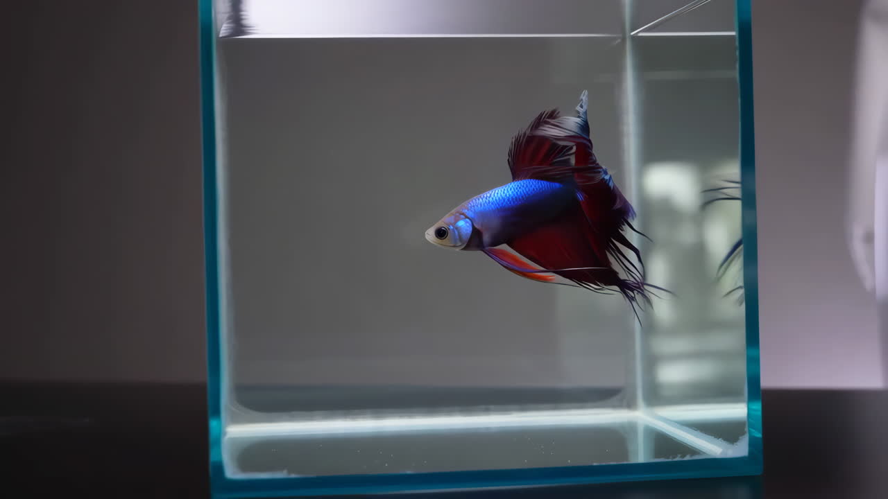 Betta fish in a tank
