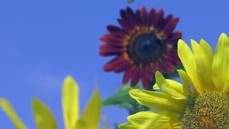 Dark-red-sunflower-with-many-bees,-sunflowers-swaying-in-the-breeze-against-blue-sky,-rural-spain