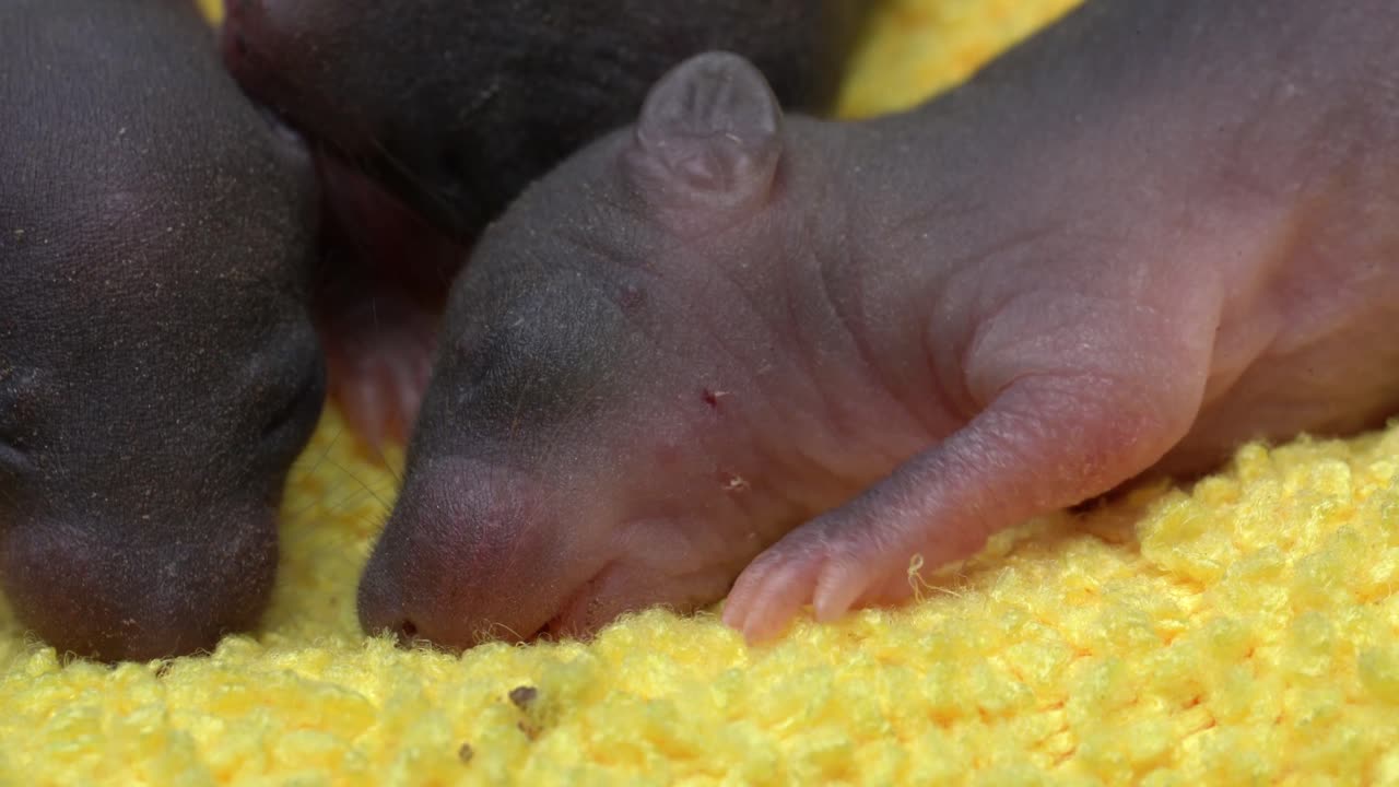 Baby rats newborn macro #4