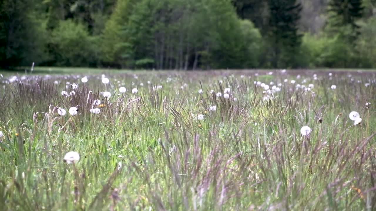 bohinj와 bohinj 호수 근처 슬로베니아의 봄 꽃