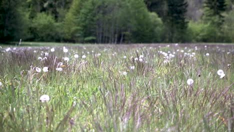flores de primavera en eslovenia cerca de bohinj y el lago bohinj
