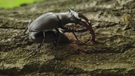 stag beetles on tree trunk, handheld closeup