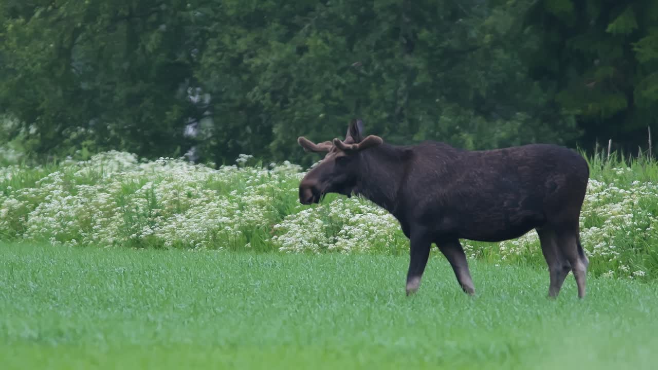 Wild Moose Foraging in Green Field with White Flowers in Norway