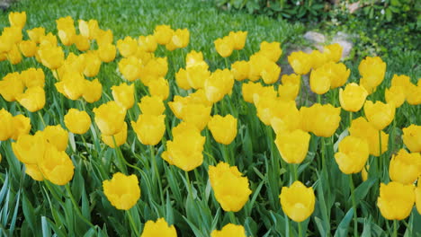 Tulipanes-Amarillos-En-Un-Día-Soleado