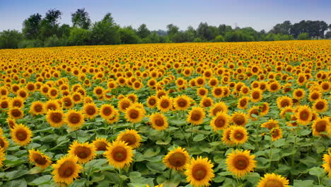 beautiful sunflowers in the field face the camera. flight over the flowers swaying slowly in the wind. slow motion.