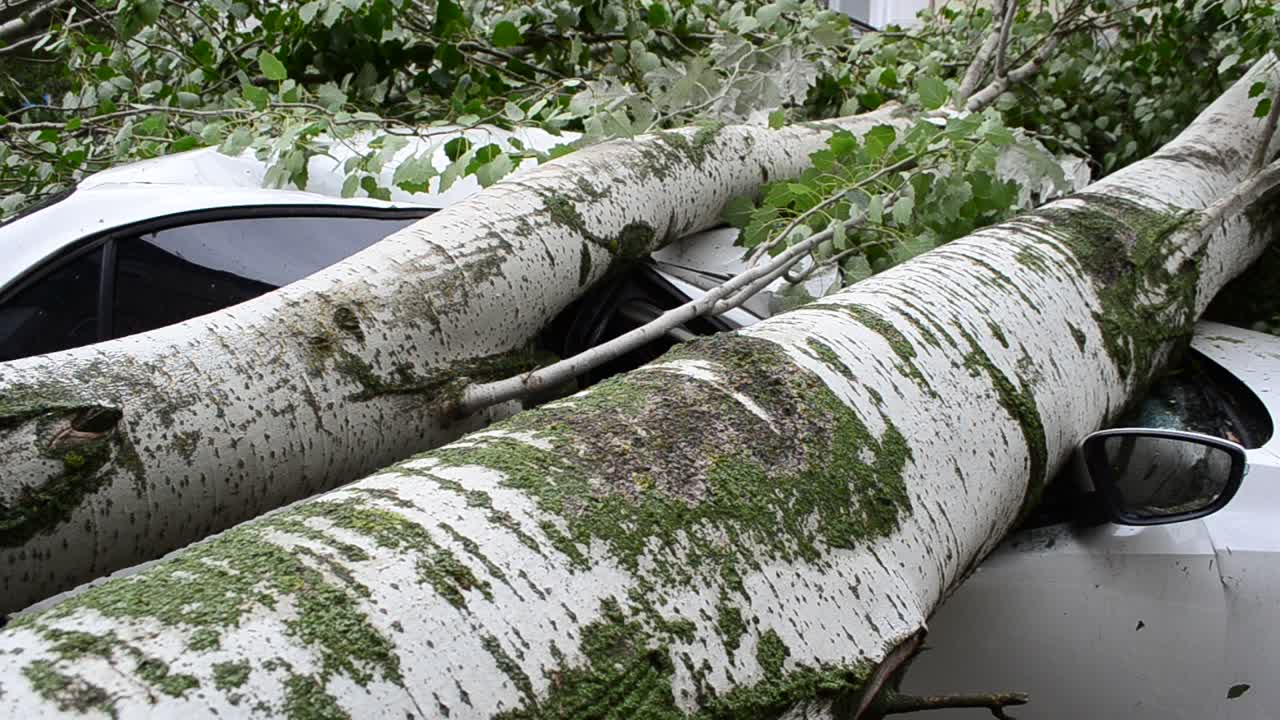 The car broken by a tree. The car is literally flattened out by a tree