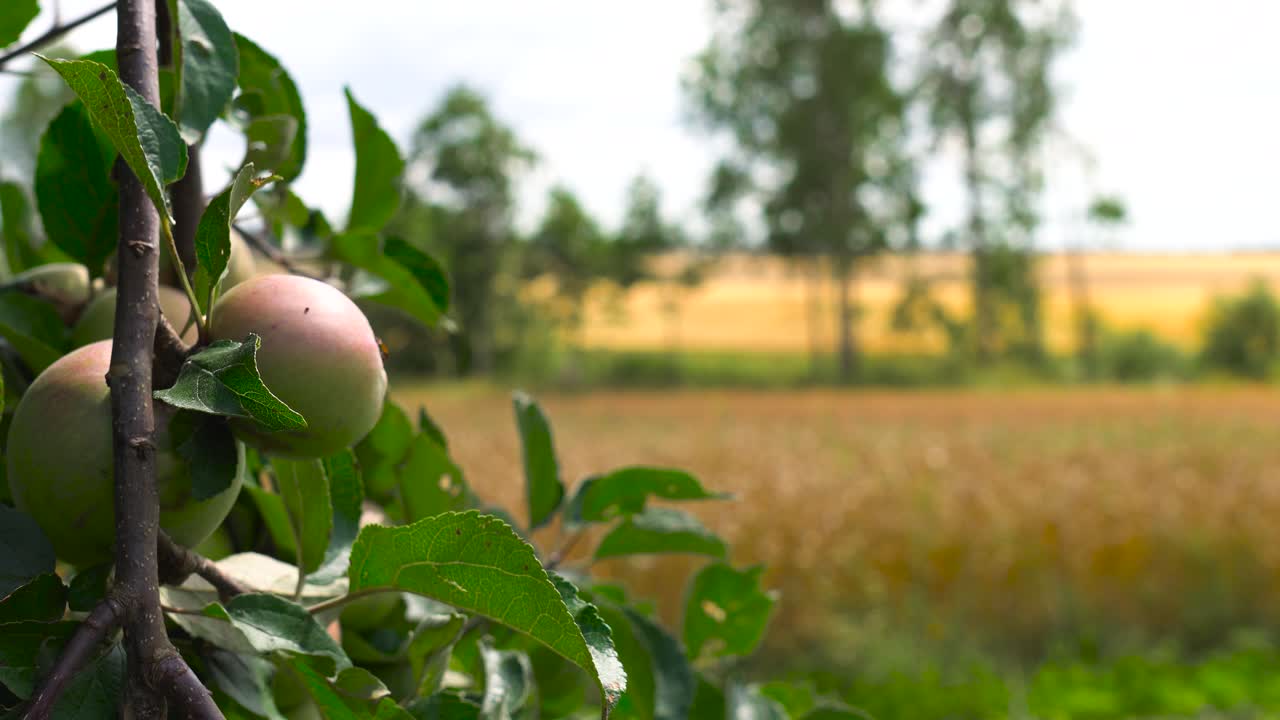 Serena veduta di campagna di una mano che coglie una mela dall'albero con un campo di grano sullo sfondo