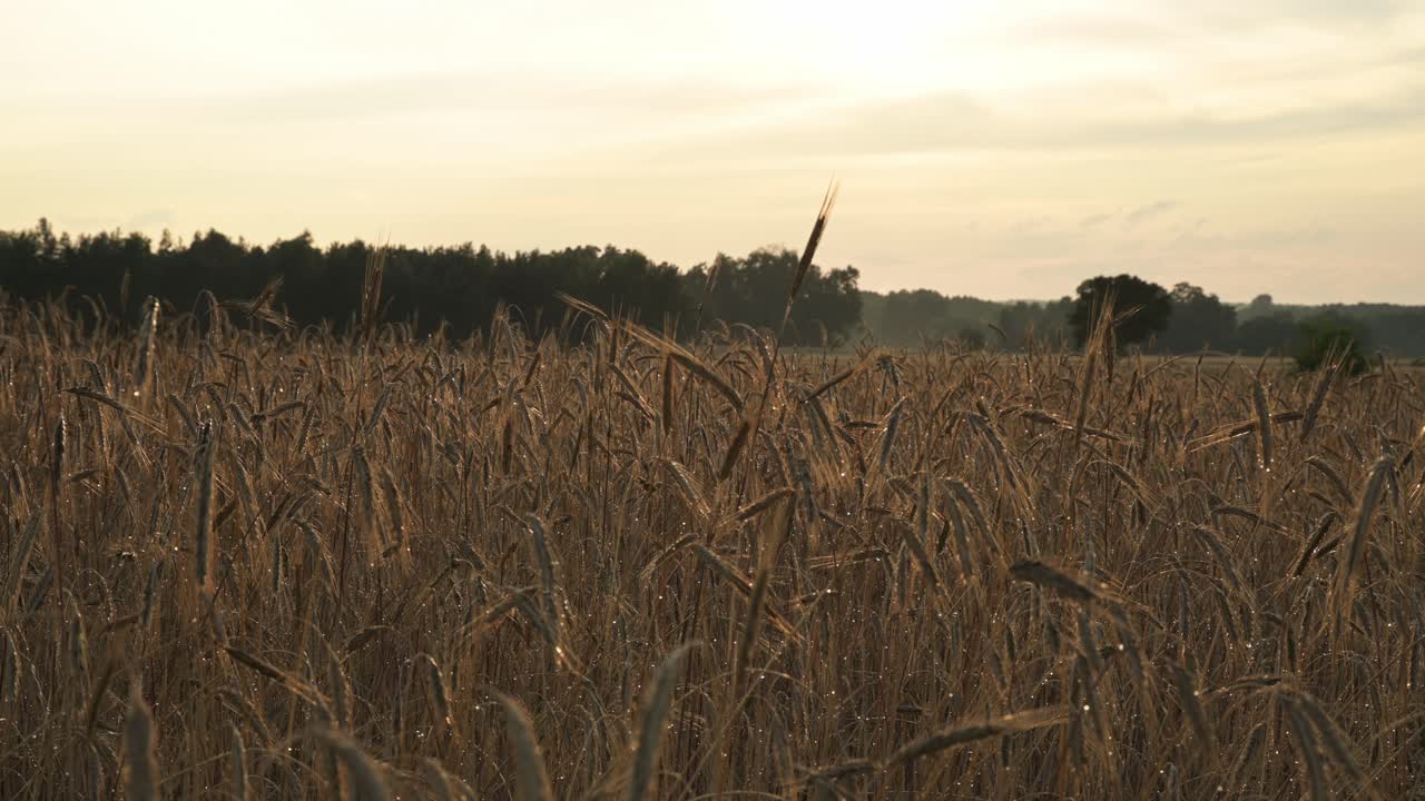 cierre de la cosecha húmeda de centeno después de la tormenta de granizo en la plantación de campo orgánico de la granja al atardecer