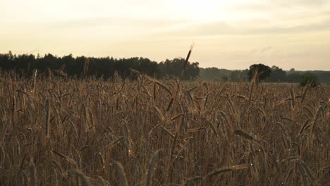 close up of wet crop of rye after hail storm in farm organic field plantation at sunset