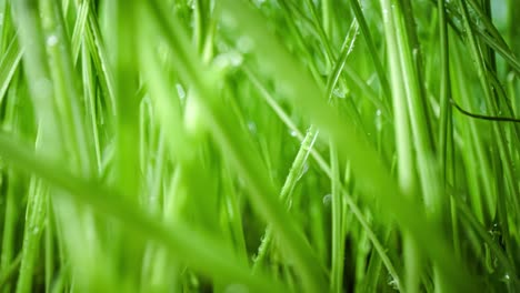 green grass close-up super macro shooting.