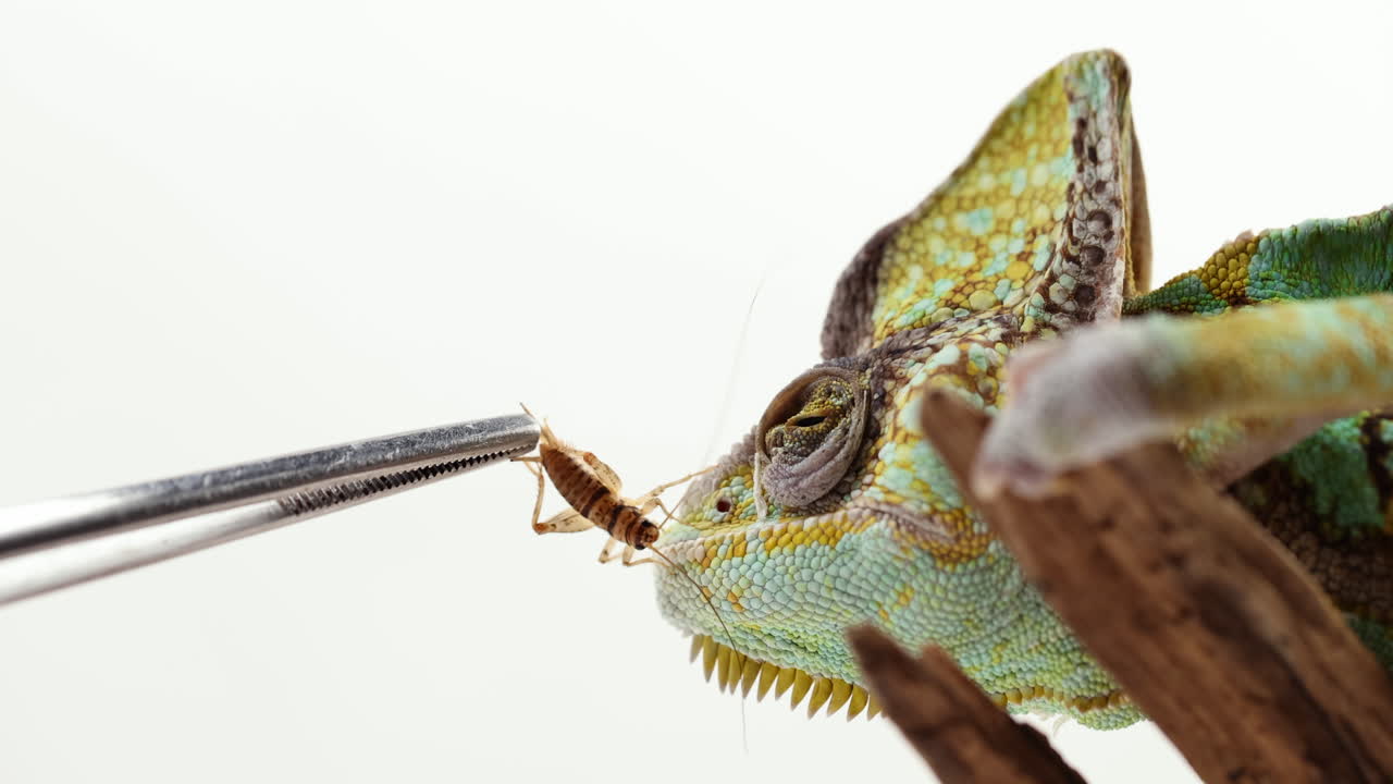 카멜레온은 귀뚜라미를 먹는 것을 피합니다 - 흰색으로 격리된 얼굴에 가까이