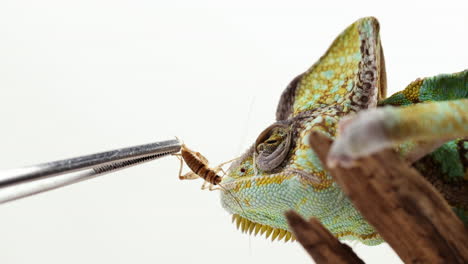 chameleon turns away from eating cricket - close up on face isolated on white