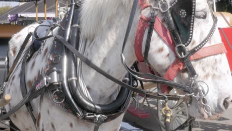 draft horse hitched to a wagon for horse drawn carriage tours in 4k