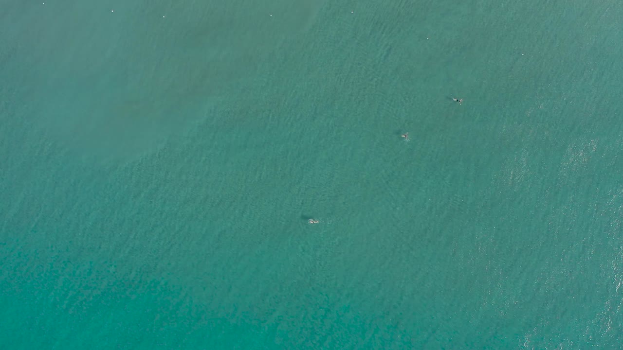 리구리아의 맑은 물에서 수영하는 사람들