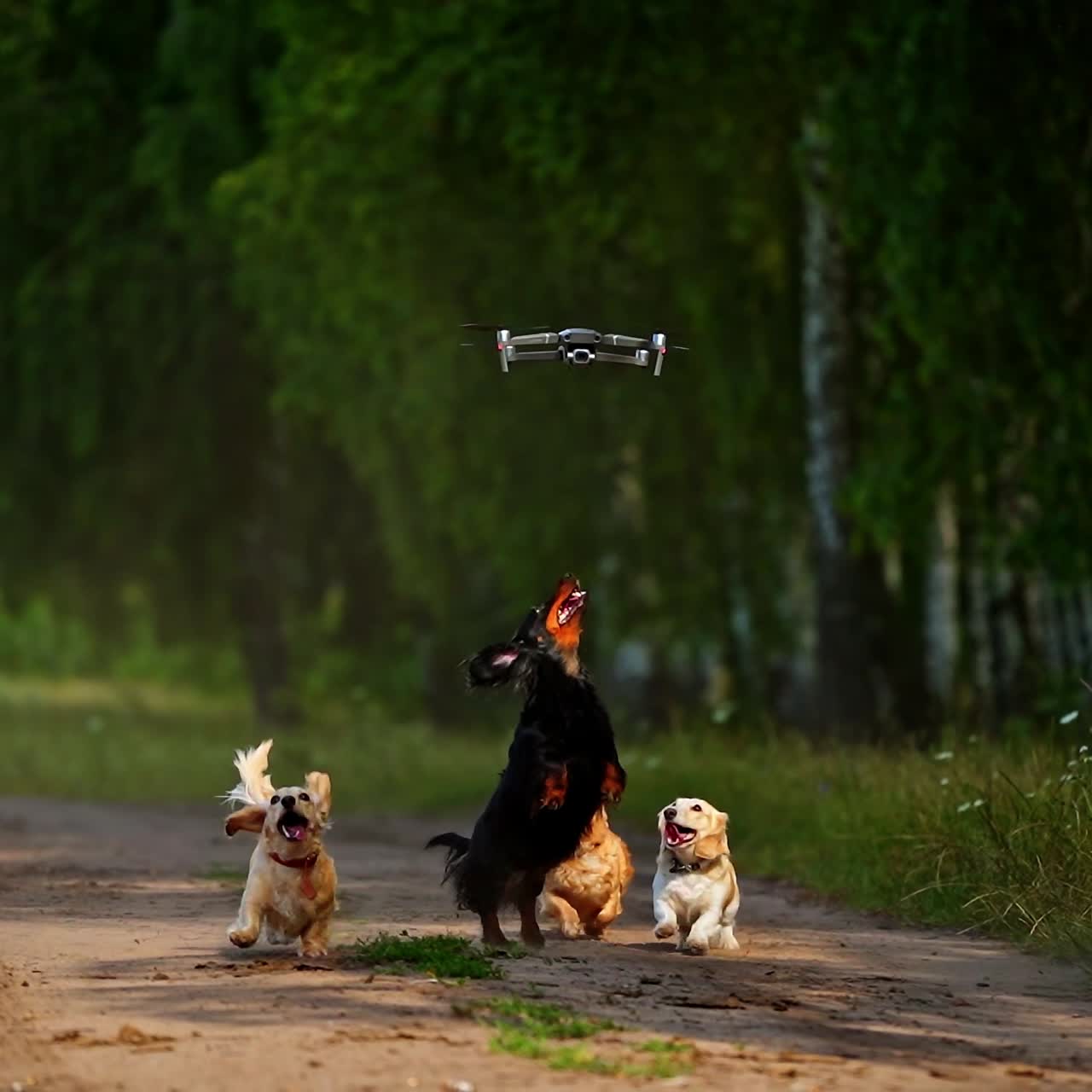 Cane che salta verso il drone
