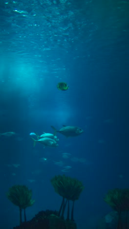fish swimming in a deep blue underwater environment