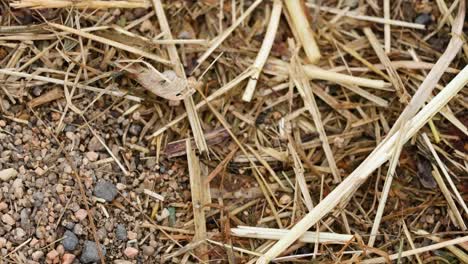 close-up of straw and soil on ground