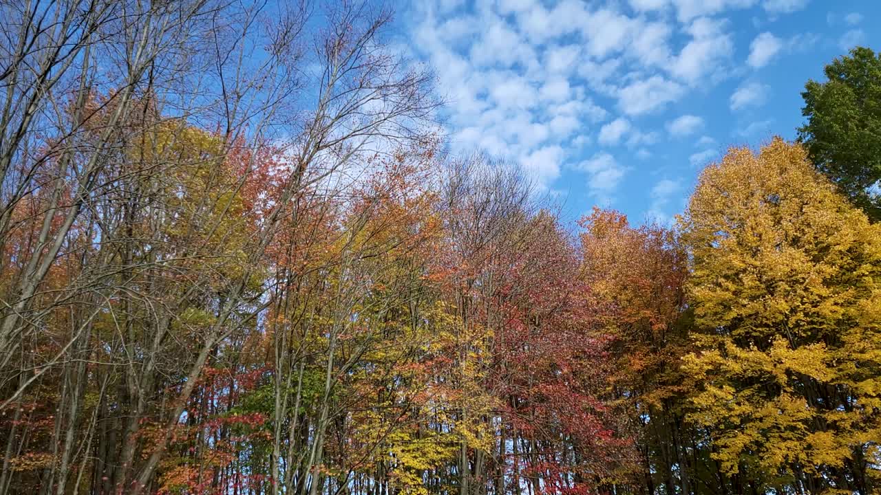 lapso de tiempo de árboles de gran altura en la temporada de otoño, cielo azul en segundo plano
