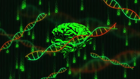 Animation-of-dna-helixes,-rotating-digital-human-brain,-falling-binary-codes-over-black-background