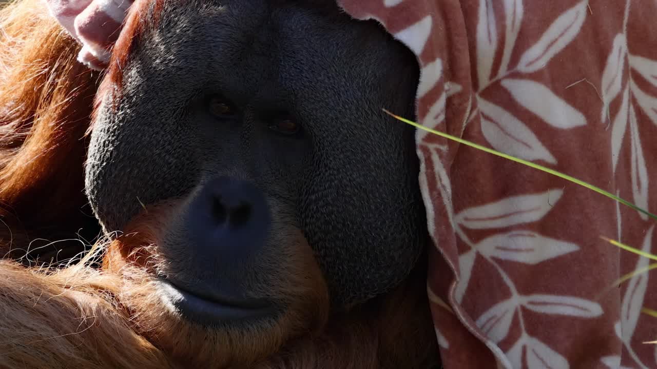 Close-up of an orangutan resting with a patterned cloth draped over its head.