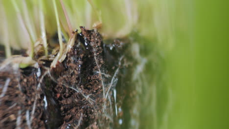 Static-macro-shot-of-soil-and-grass,-with-droplets