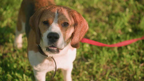 close up de perro con correa roja en un campo cubierto de hierba mirando a su alrededor con expresión reflexiva, la luz del sol ilumina su pelaje, creando una atmósfera cálida y amistosa. el perro parece curioso y tranquilo