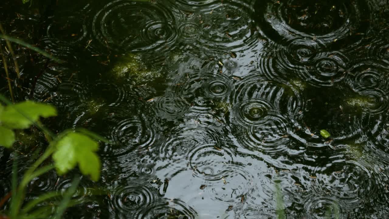 Raindrops patter onto the water in a forest pond. It's raining. Shot in slow motion. plants are blooming because it's spring. meditative shot for relaxing and meditating. nice nature and landscape.