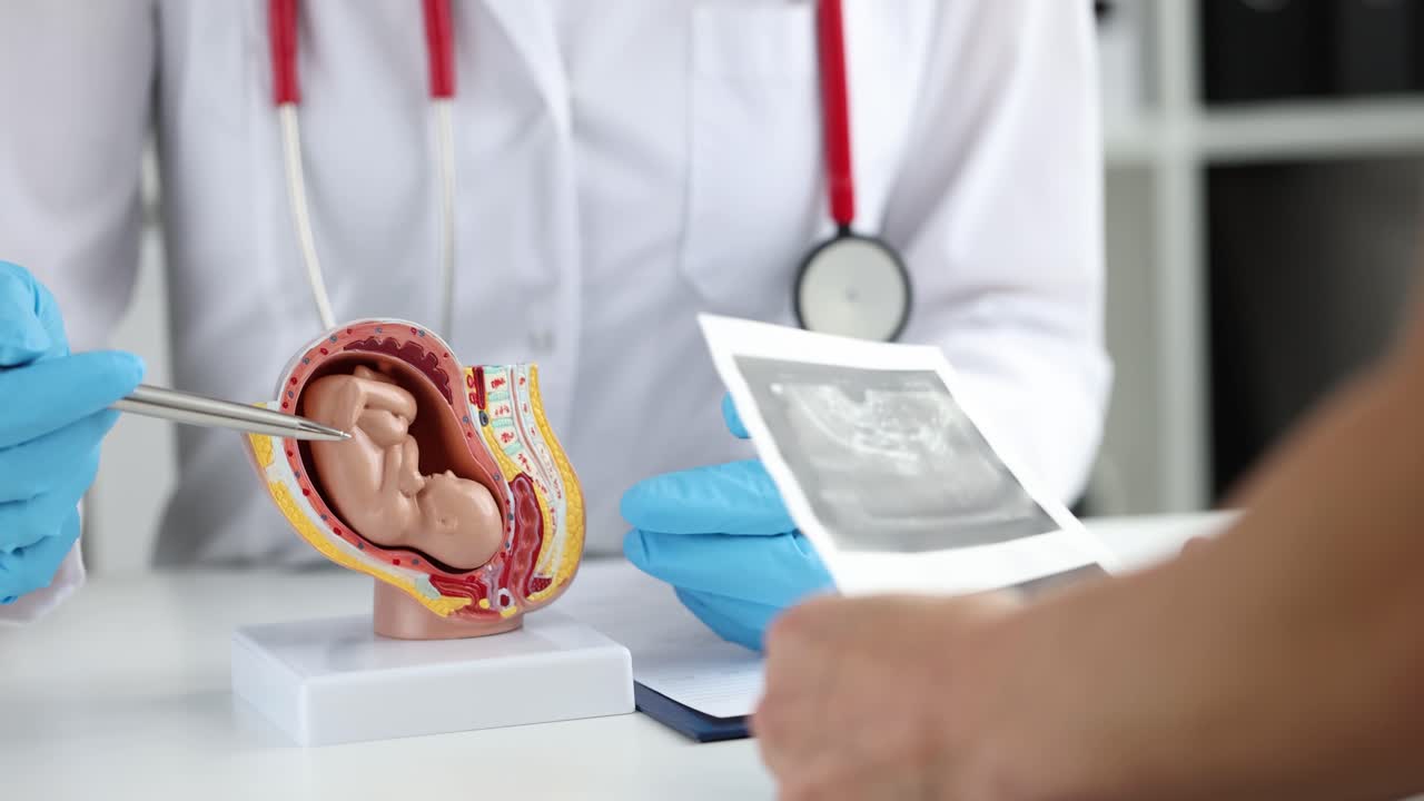 Doctor explaining pregnancy with ultrasound and model