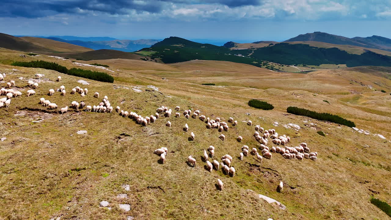 Rising over the pasture on the mountain top. Livestock wanders looking for fresh grass
