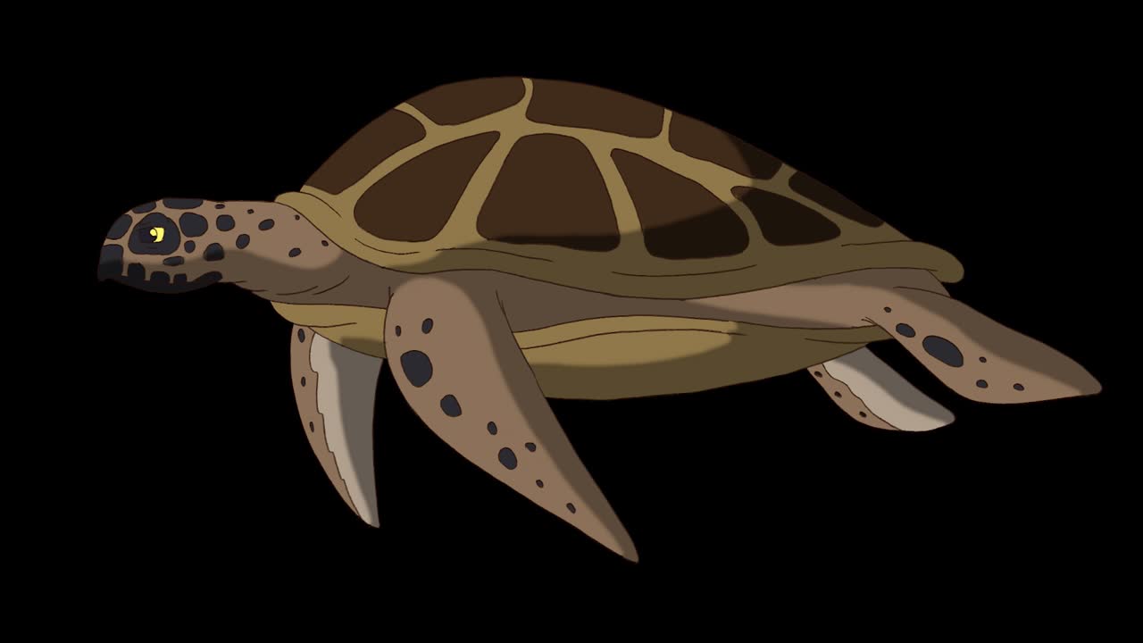 Brown turtle swims underwater 4K alpha mate