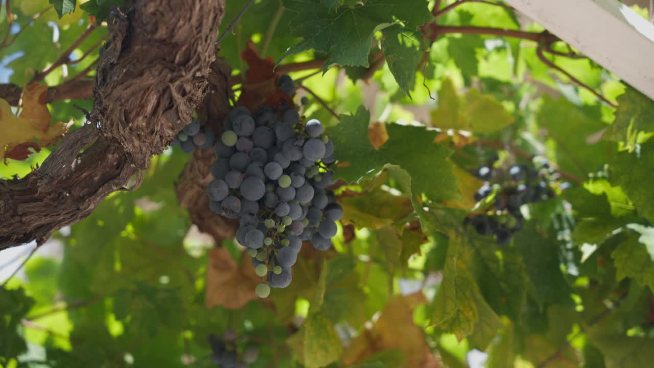 Hand Picking Ripe Grape From Bunch Hanging On Grapevine At Vineyard. slow motion