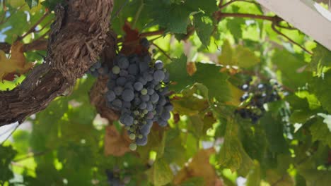 hand picking ripe grape from bunch hanging on grapevine at vineyard. slow motion